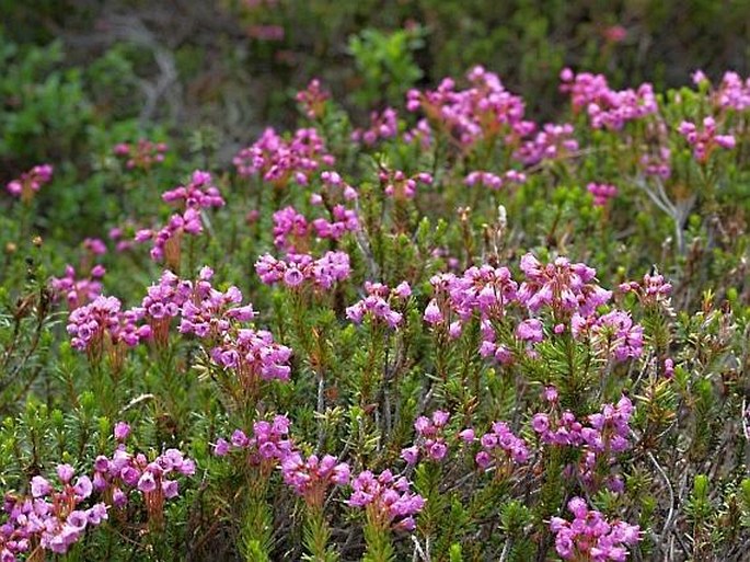 Phyllodoce empetriformis