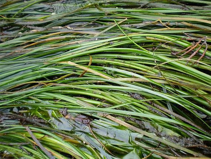 PHYLLOSPADIX SCOULERI Hook.