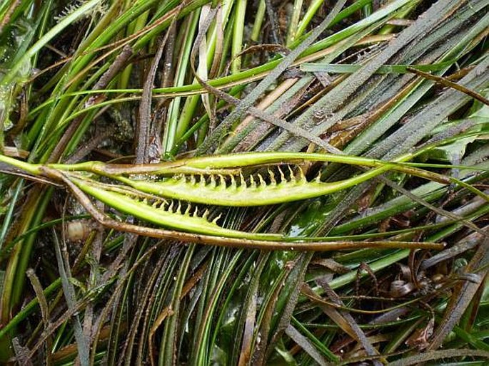 Phyllospadix scouleri