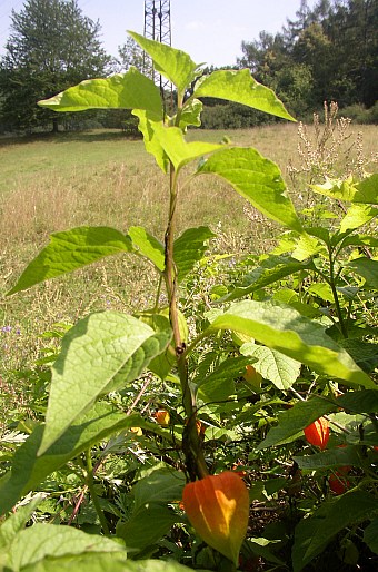 Physalis alkekengi