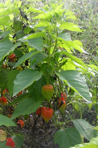 Physalis alkekengi