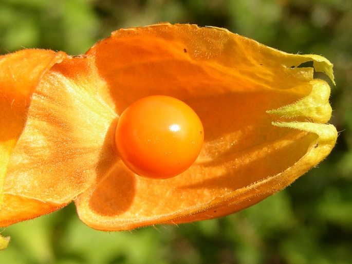 Physalis alkekengi