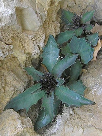 Physoplexis comosa