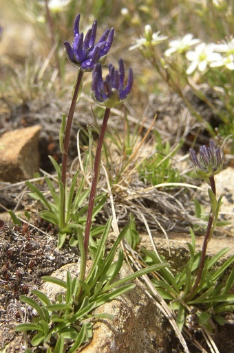 Phyteuma hemisphaericum