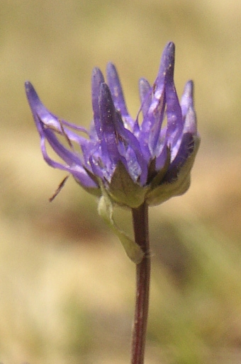 Phyteuma hemisphaericum