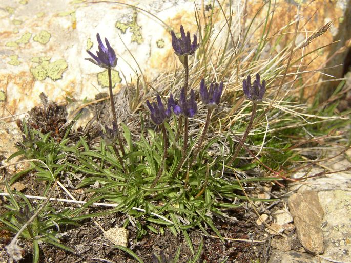 Phyteuma hemisphaericum