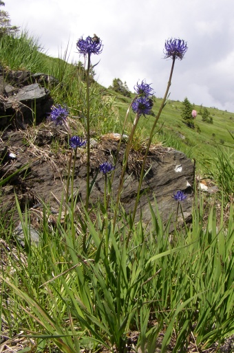 Phyteuma montanum