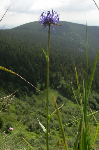 Phyteuma montanum