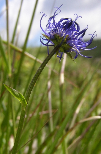 Phyteuma montanum