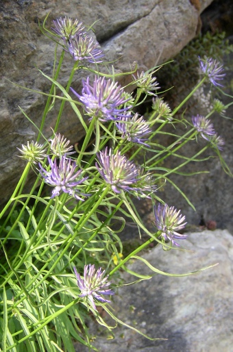 Phyteuma scheuchzeri