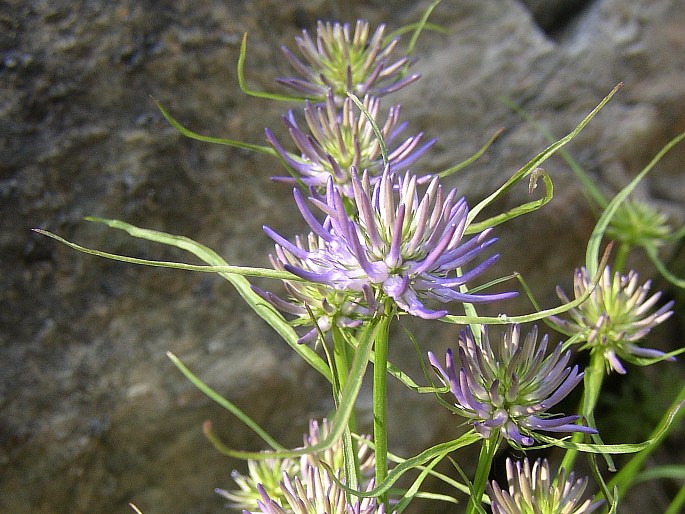 Phyteuma scheuchzeri