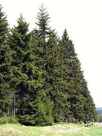 Picea abies