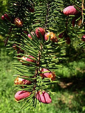 Picea abies