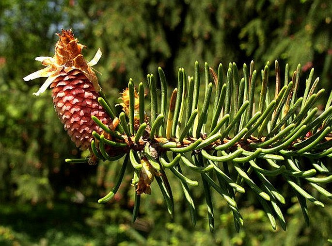 PICEA ABIES (L.) H. Karst. – smrk ztepilý / smrek obyčajný