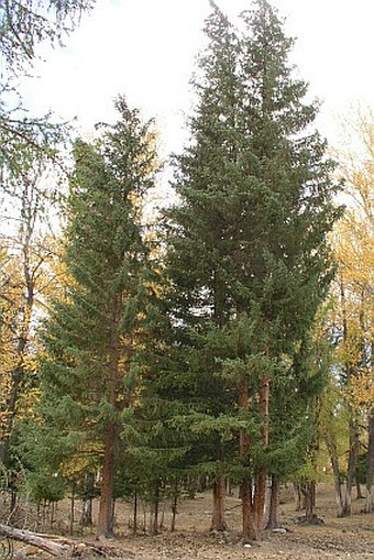 Picea obovata