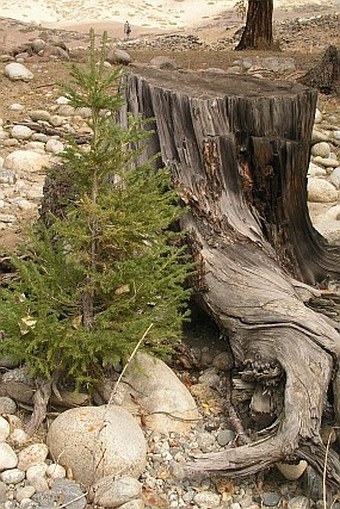 Picea obovata