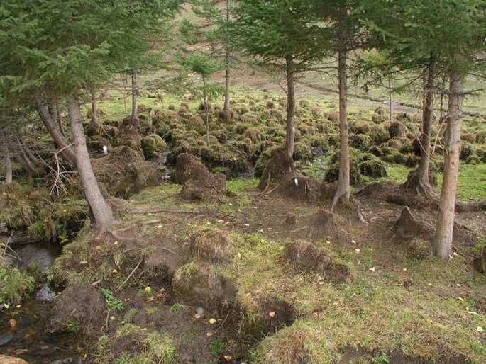 Picea obovata