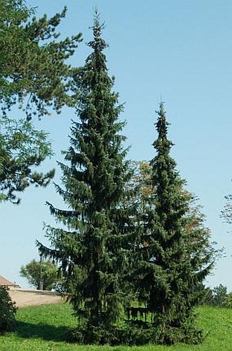 Picea omorika