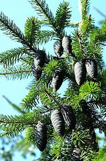 Picea omorika