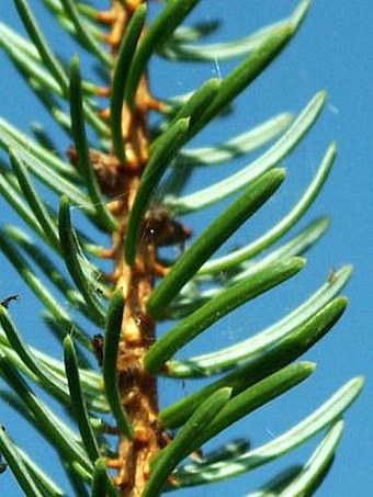 Picea omorika