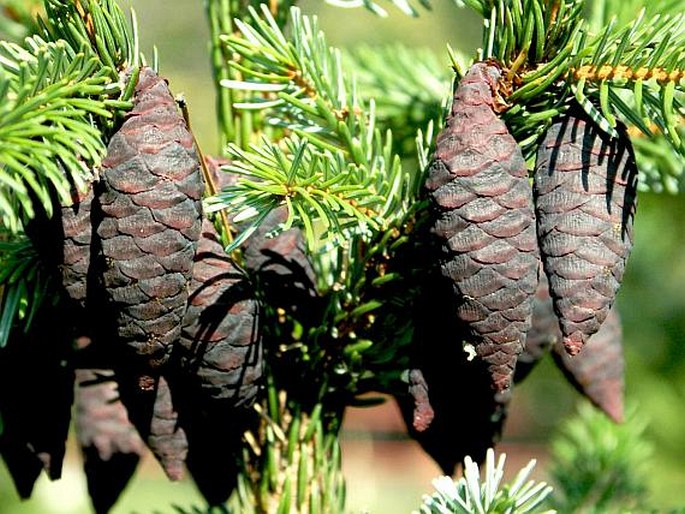 PICEA OMORIKA (Pančić) Purkyně – smrk omorika / smrek omorikový