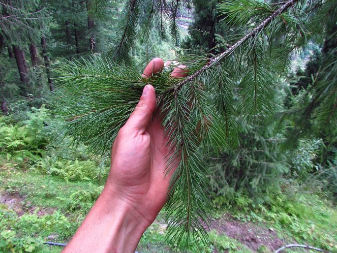 Picea smithiana