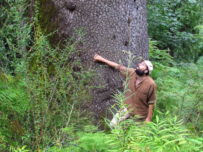 Picea smithiana