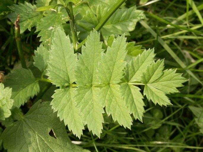 Pimpinella major