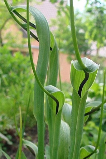 Pinellia ternata