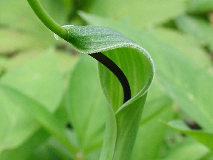 PINELLIA TERNATA (Thunb.) Makino