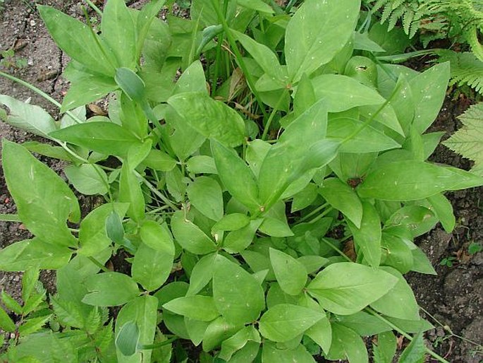 Pinellia ternata