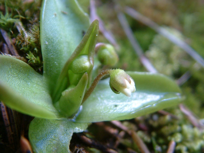 Pinguicula alpina