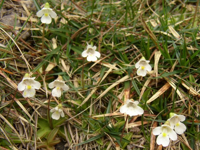 Pinguicula alpina