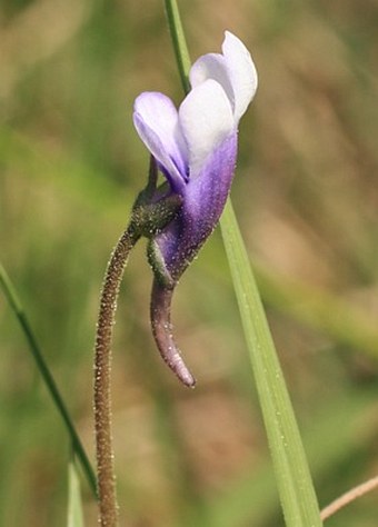 Pinguicula vulgarit subsp. bohemica