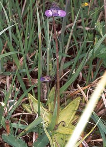 Pinguicula × dostalii