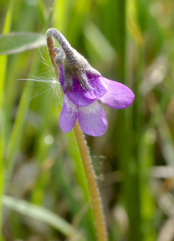 Pinguicula × dostalii