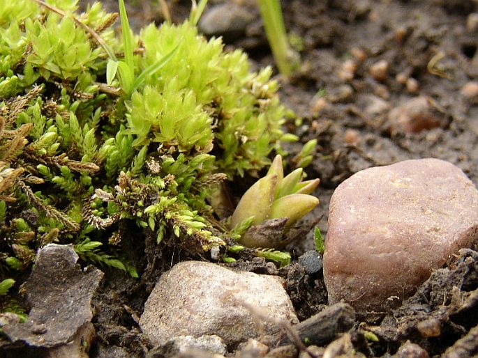 Pinguicula vulgaris