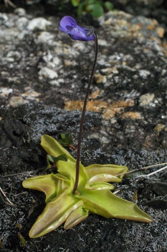 Pinguicula vulgaris