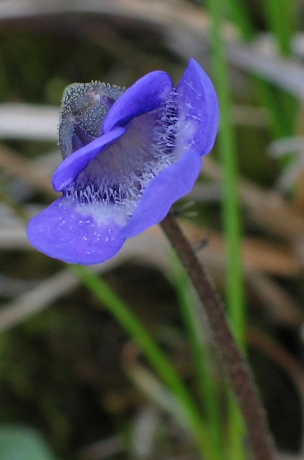 Pinguicula vulgaris