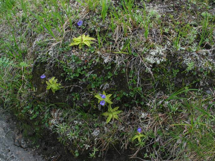 Pinguicula vulgaris