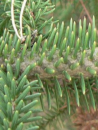 Abies pinsapo