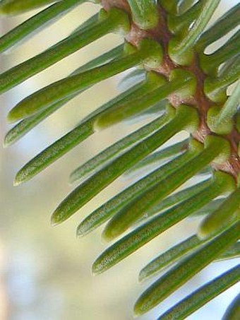 Abies pinsapo