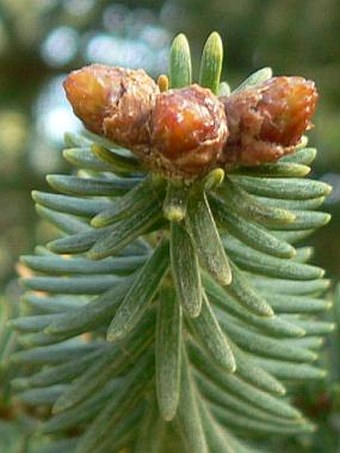 Abies pinsapo