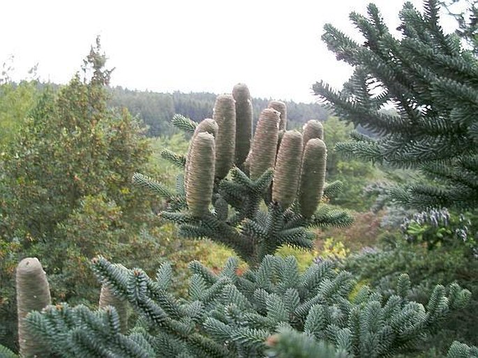 ABIES PINSAPO Boiss. – jedle španělská / jedľa španielska