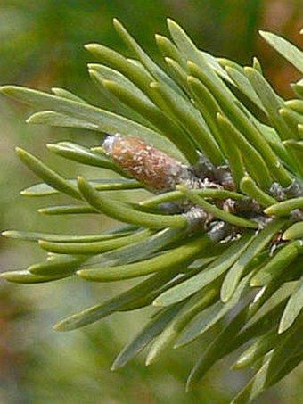 Pinus banksiana