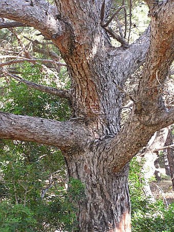 Pinus brutia