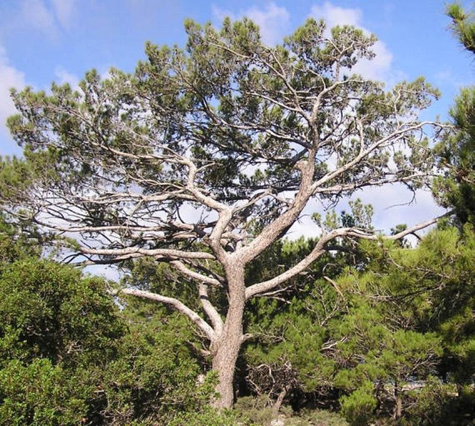 Pinus brutia