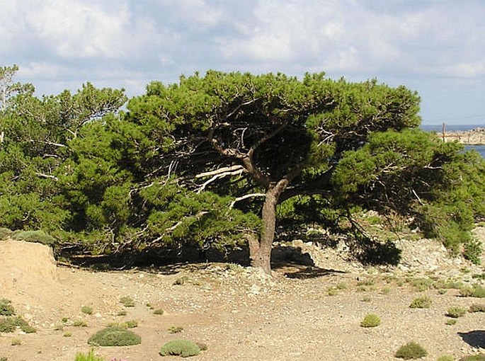 Pinus brutia