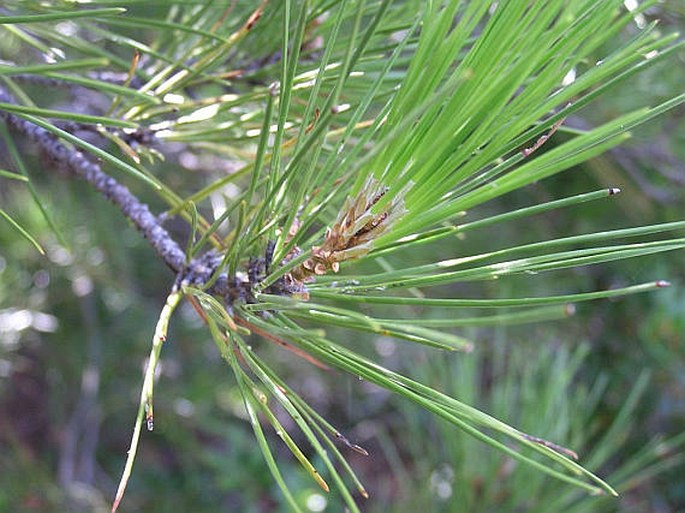 Pinus brutia