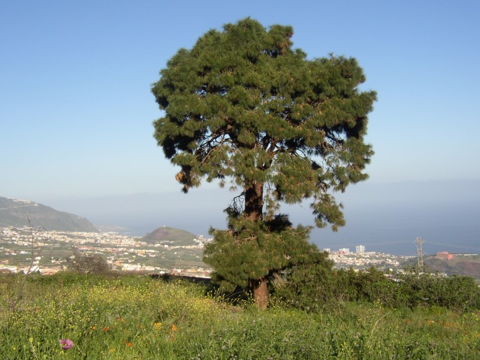 Pinus canariensis